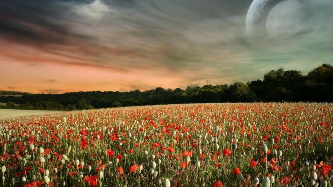 <b>Golang vs Rust vs Dlang 哪个更有前途，哪位大牛这 3 门语言都用过？</b>